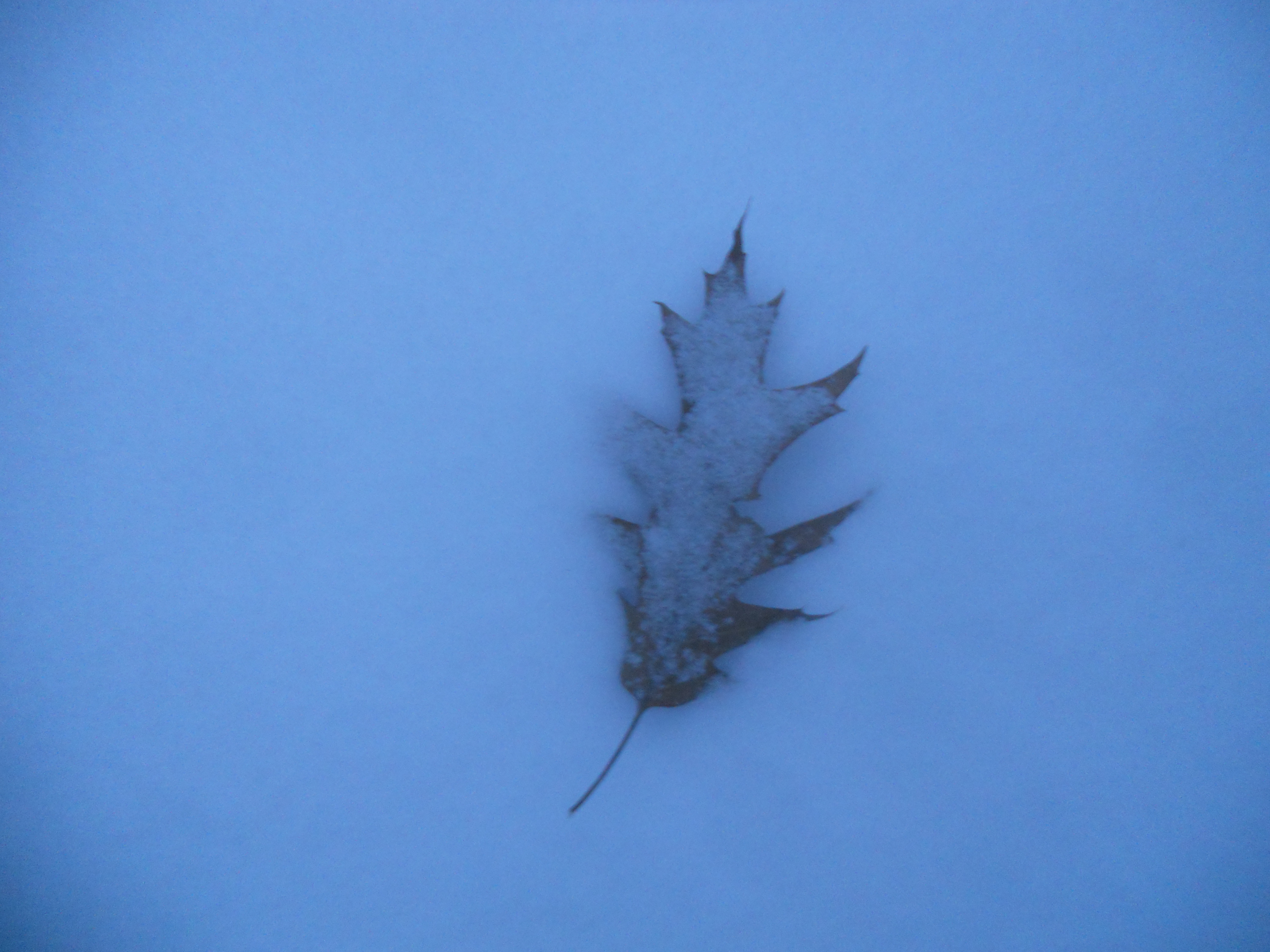 one leaf