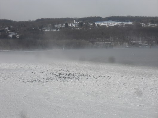 ducks huddled on Cayuga Lake ice 1-22-14