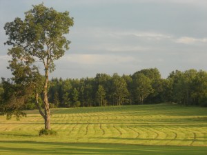 summer sun... following furrows  across the field