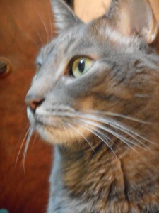 as I sit in thought she moves briskly around the room, stirring the chill in the air