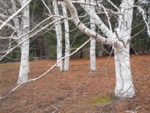 walking through more -my life