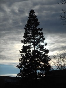 back home these trees I knew in all their seasons