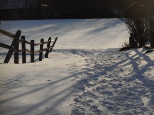 back home these trees I knew in all their seasons