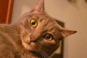 this long parade of selves morphing day by day the comfort of cats so many through the years