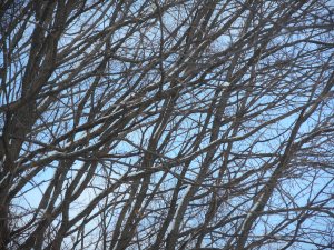 out for a walk to see what I could see... these trees