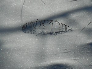 in the  snow the backyard beauty sprkling 