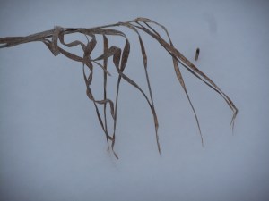 the wind and snow across the field has bent but not buried all the grasses