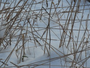 the field what is left of it showing through the snow
