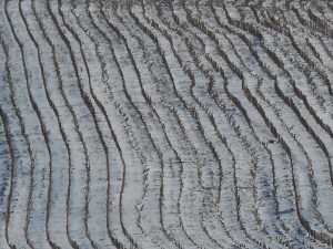 on the way home more geese on the way home