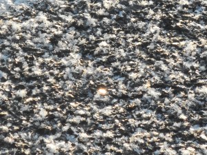 no one on the bus knows my parents there in the cemetery snow I can't help but glance with blankness