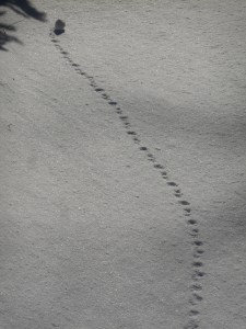 each of us... the path we take through the day...