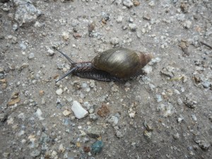 she wanders away... her snail disembarks the matchbox truck