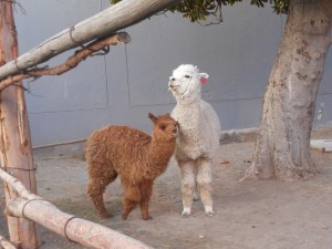 a moment of regret that the way the world works we don't tell strangers we love them spontaneously