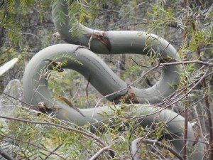 the plant in the window has gone everywhere it can