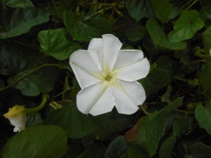 in the dark these ruminations of what I think others think I should be doing... 