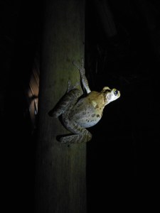 sounding here, there... tree frogs in the night somewhere