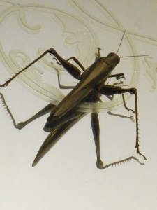 off the trail on the trail grasshopper