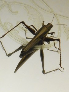 off the trail on the trail grasshopper