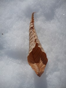 how ironic coming to love this life and world and at the same time letting it all go...