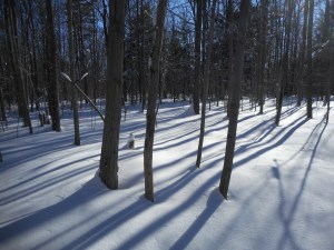 "phoebe, phoebe" my father used to answer