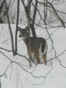 breaking trail- some little red berries  have stained the snow