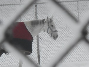 another day on the way to spring my breath