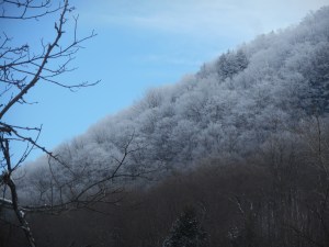 in between the woodpecker's tat tats... silence