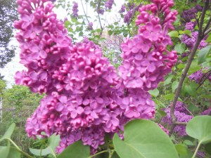 lilacs  either side of the steps where the house was... 