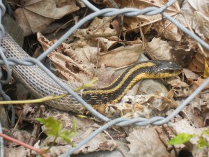 behind the fence slipping out of an old skin