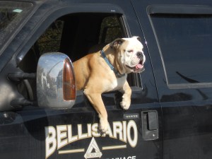 eagerly waiting for whatever is next passing by 