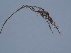 so many storms... bent but  not broken