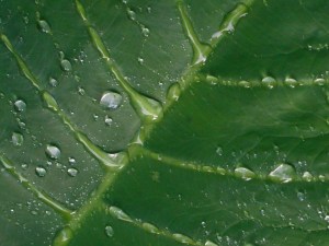 rain or dew the fleeting time here