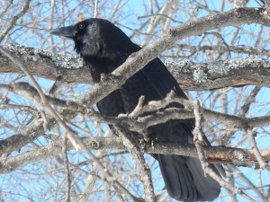 the crow circling like a hawk but it is a crow