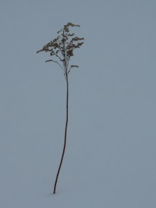 slender strength against wind and rain snow and ice