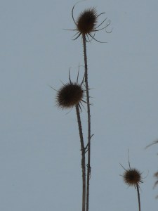 definition of the off season teasel architecture