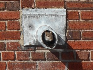 is it really spring now!?squirrel peeking out  from a drain pipe