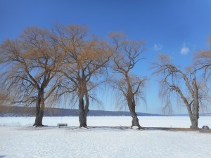 four willows  standing through another winter 