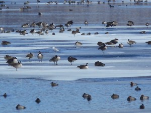 gulls, geese and ducks on Cayuga Lake enjoying the sun