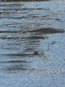 blue hues spreading across the shallows... 