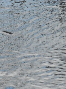 a tree reaches into the puddle's depth