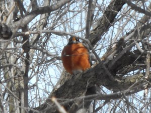 puffed up against the cold first robin of the year