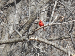 branch by branch bringing a bright red before blossoms bloom