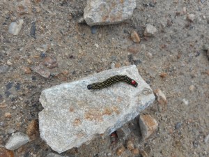 who has it... that dream of flying