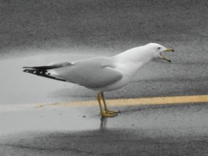 letting me know that feeding is expected passing this way