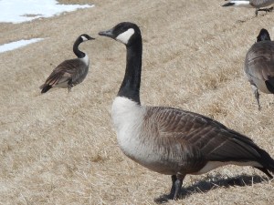 on the path the geese part to let me pass