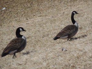 valley fog: out of it geese in formation
