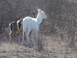 behind fences at the closed Seneca Army Depot some of the deer are white