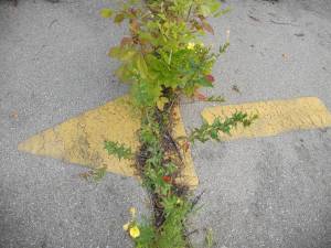 the one way the only way the arrow of time... 