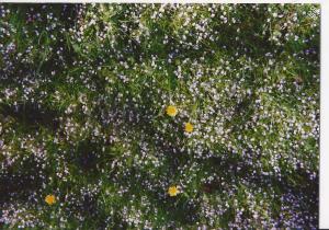 within this world infinite worlds to find....