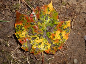 touched by the season a fallen lea